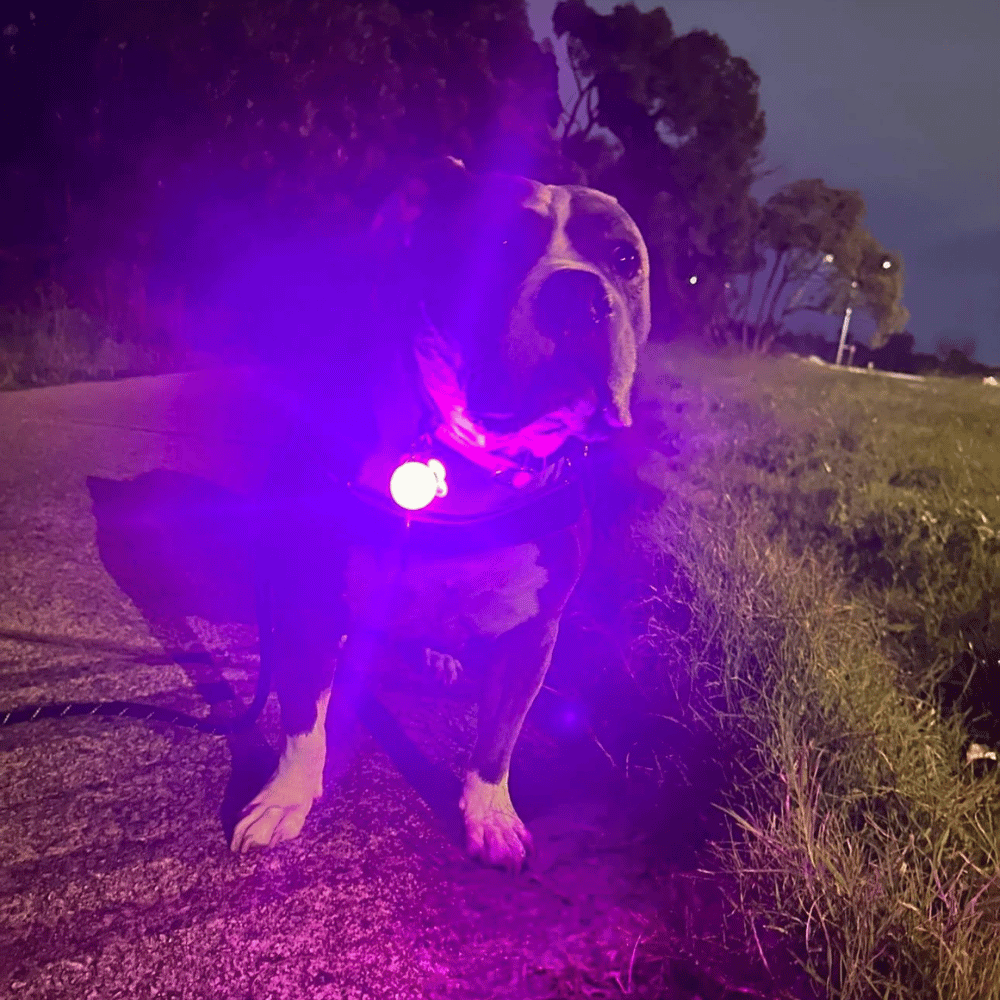 LED Dog Pendant Rechargeable