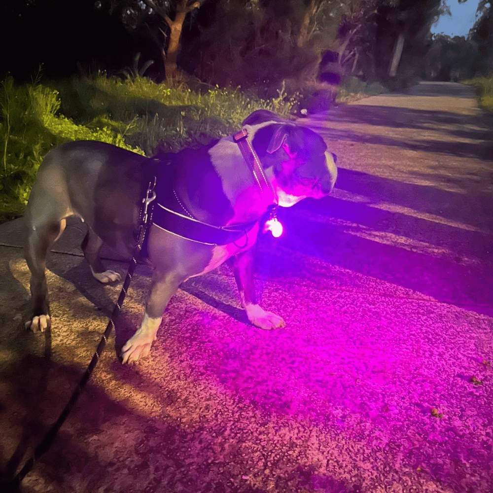 LED Dog Pendant Rechargeable
