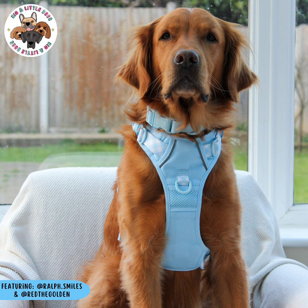 Big & Little Dogs All Rounder Harness - Blue