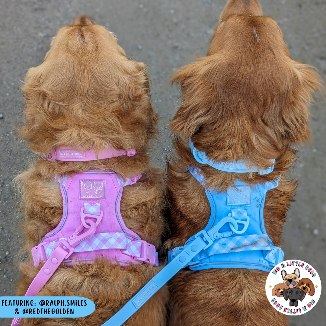 Big & Little Dogs All Rounder Harness - Blue