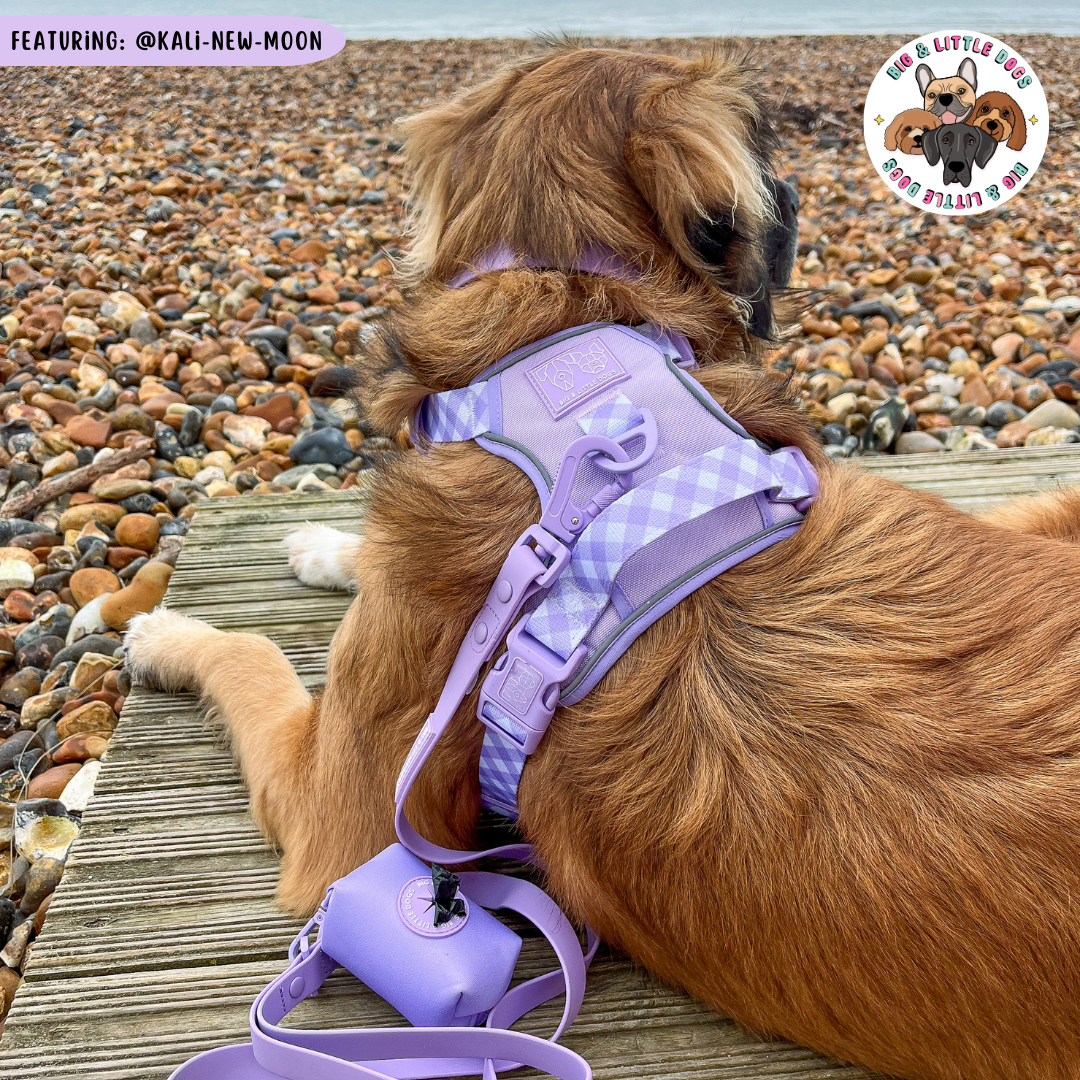 Big & Little Dogs All Rounder Harness - Purple