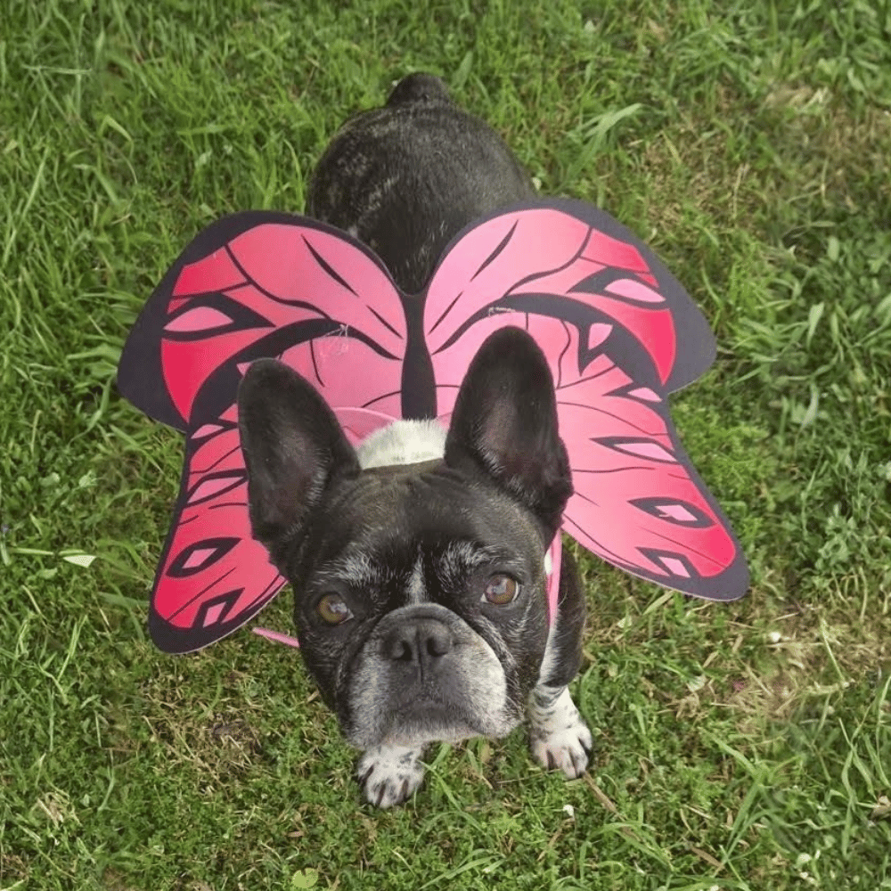 Dog Butterfly Wings