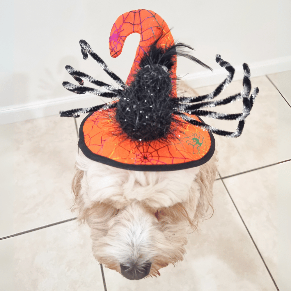 Spooky Spider Witch Dog Hat