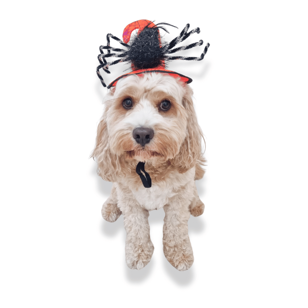 Spooky Spider Witch Dog Hat