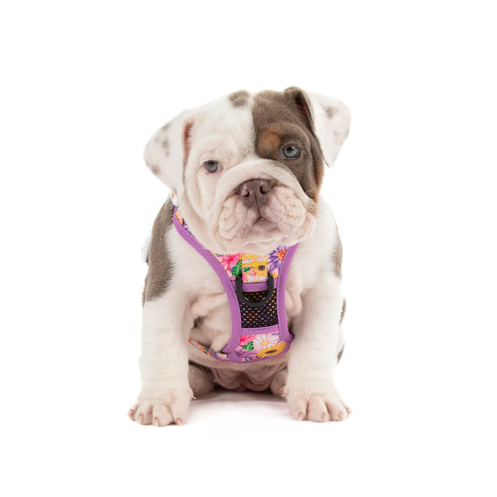 Big & Little Dogs All Rounder Harness: Spring Fling