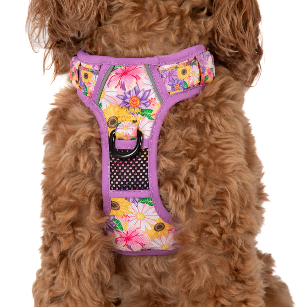 Big & Little Dogs All Rounder Harness: Spring Fling