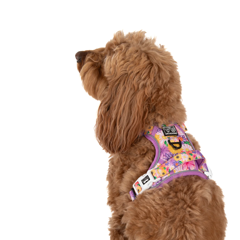 Big & Little Dogs All Rounder Harness: Spring Fling