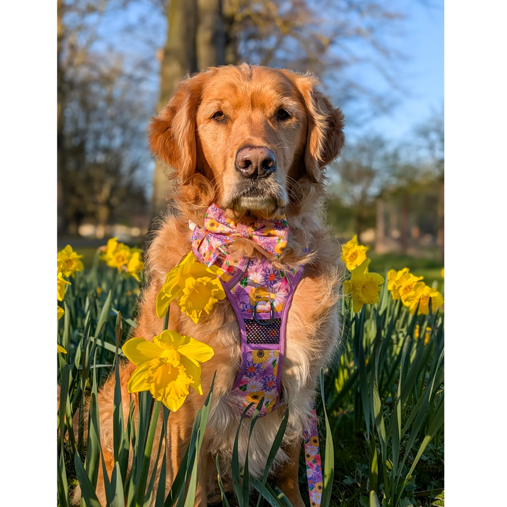 Big & Little Dogs All Rounder Harness: Spring Fling
