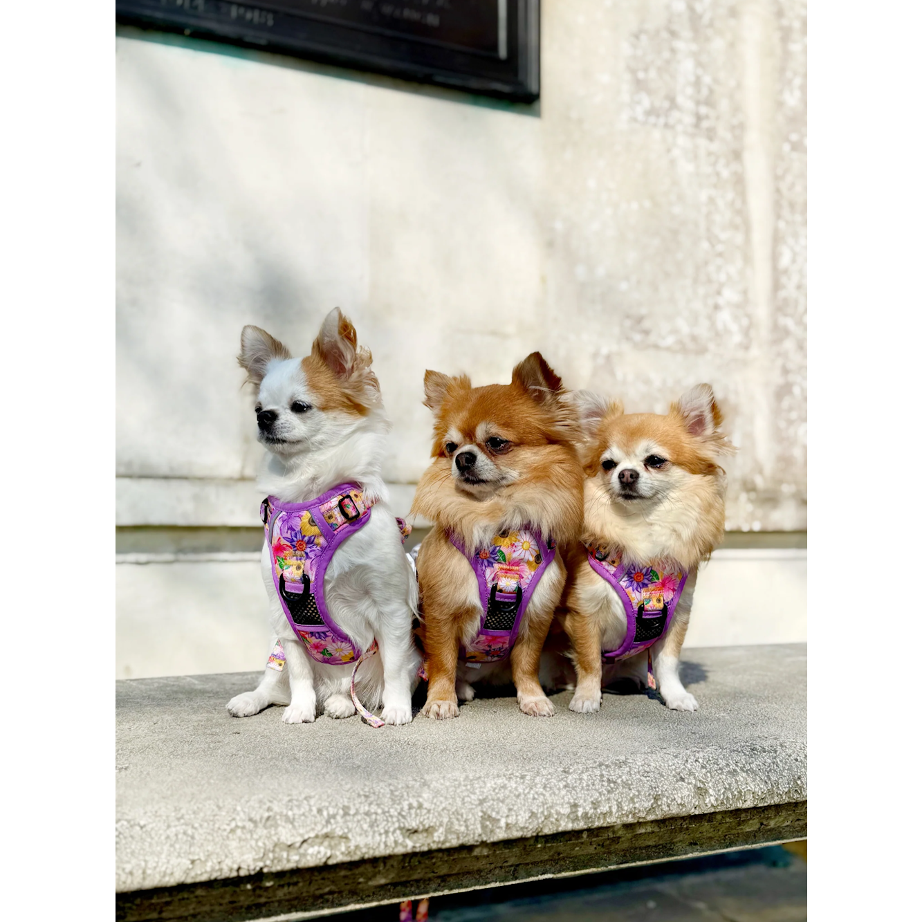 Big & Little Dogs All Rounder Harness: Spring Fling