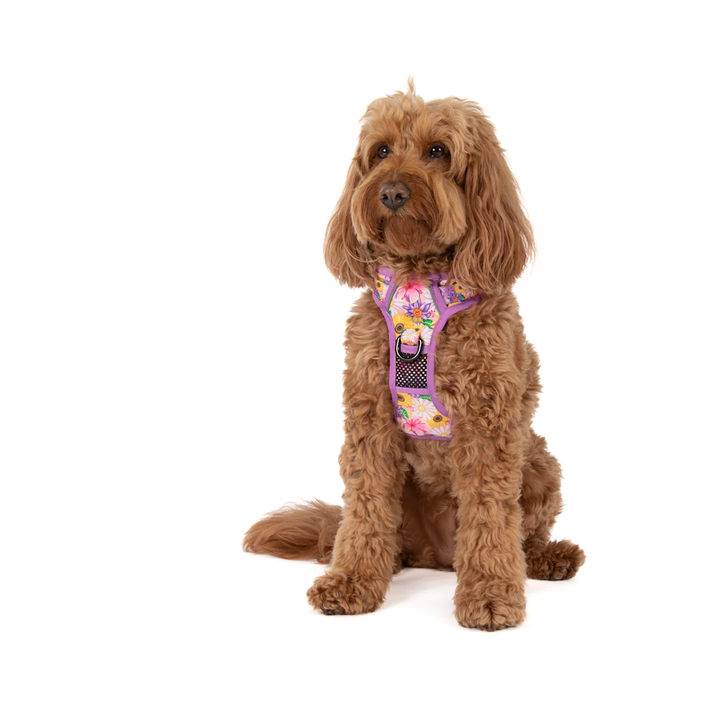 Big & Little Dogs All Rounder Harness: Spring Fling