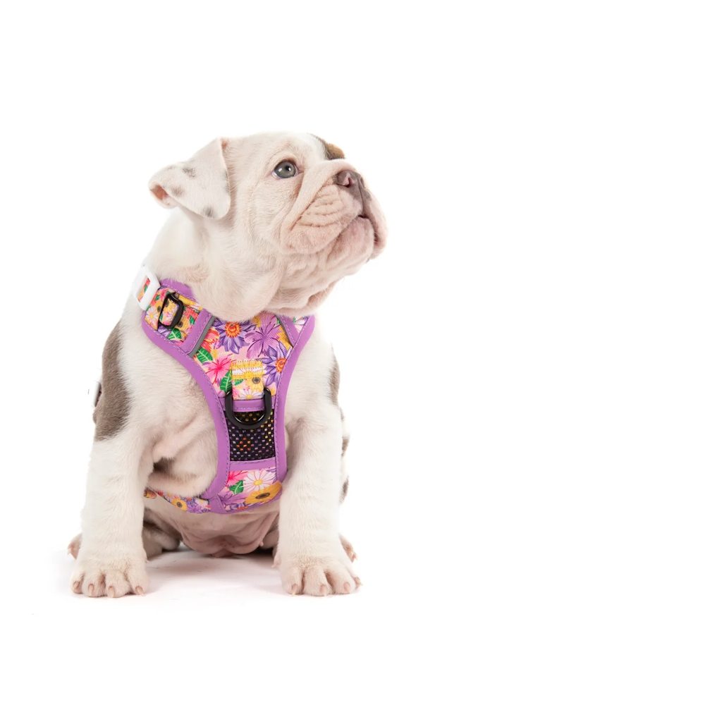Big & Little Dogs All Rounder Harness: Spring Fling