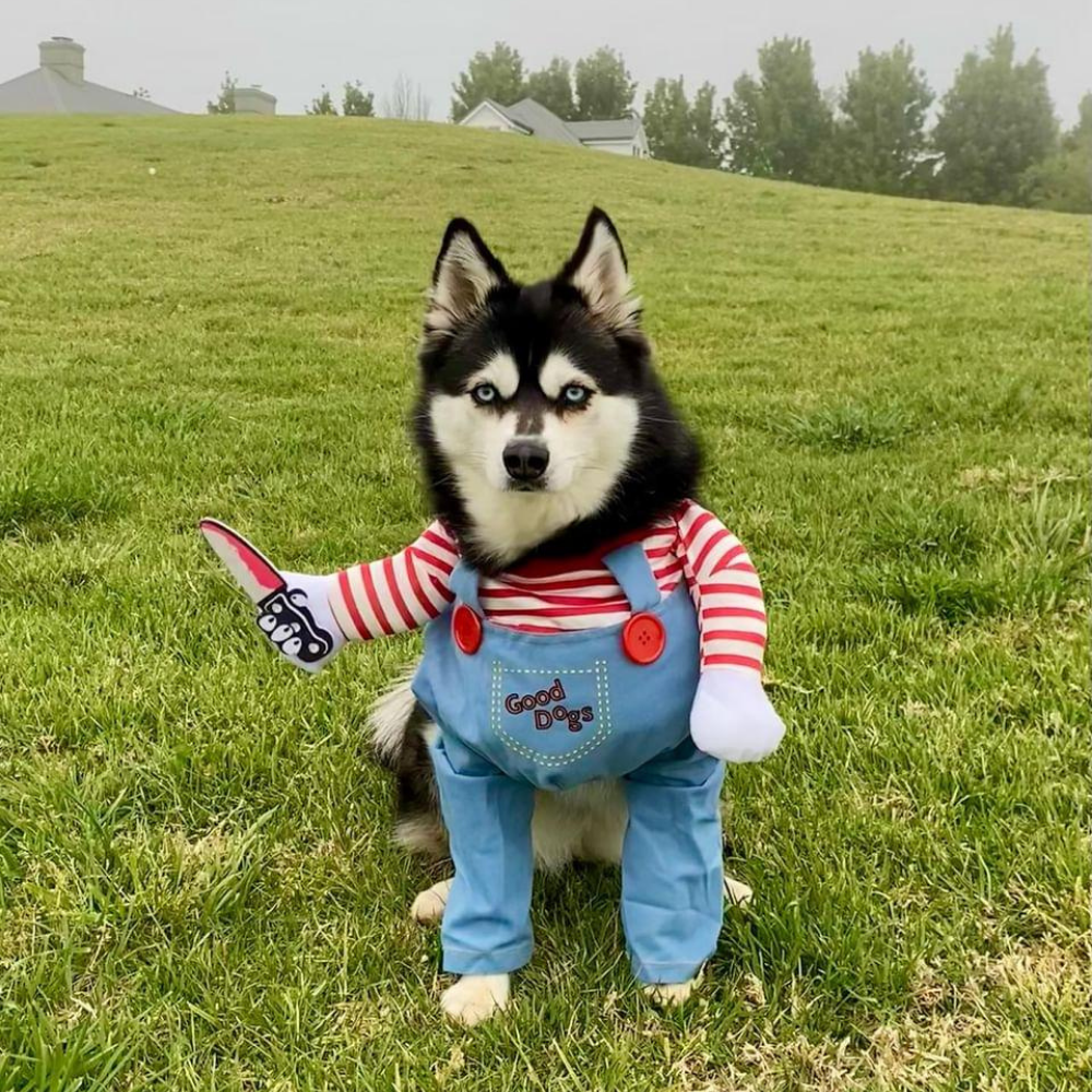 Chucky Dog Costume