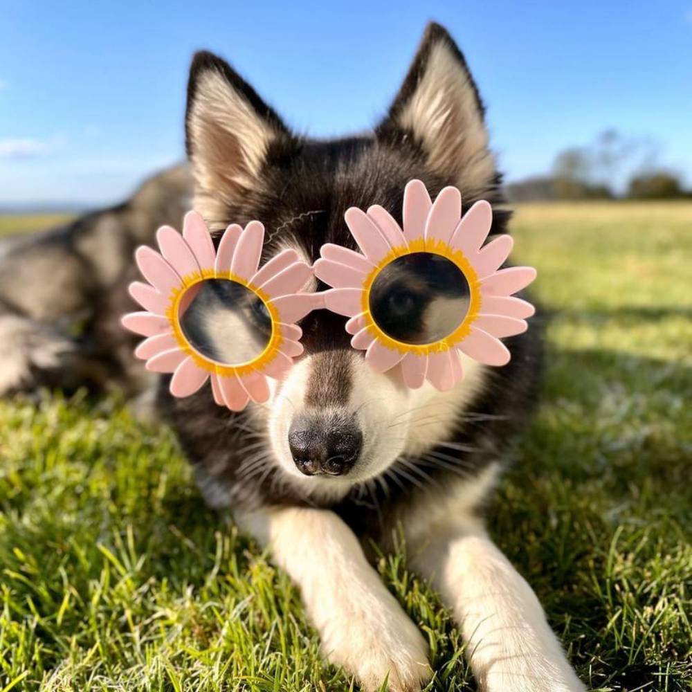 Daisy Dog Glasses