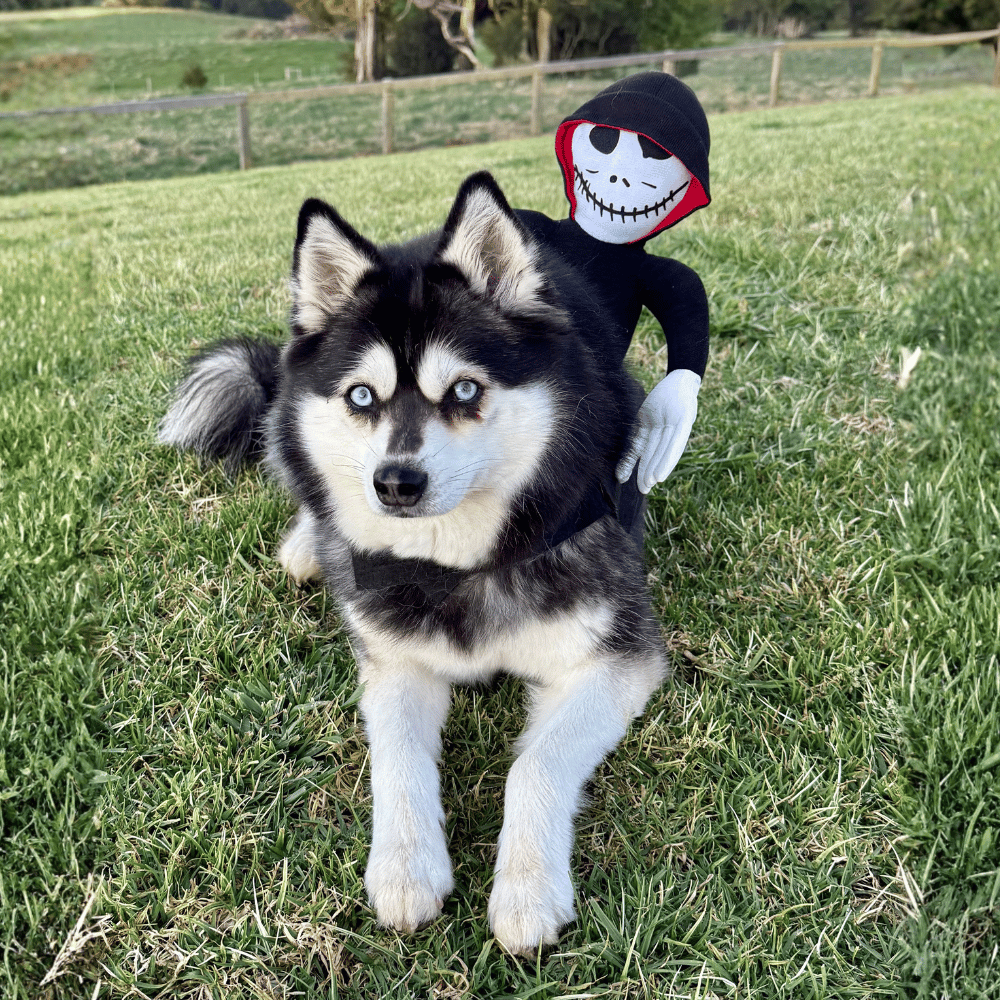 Ghoul Ride-On Dog Costume
