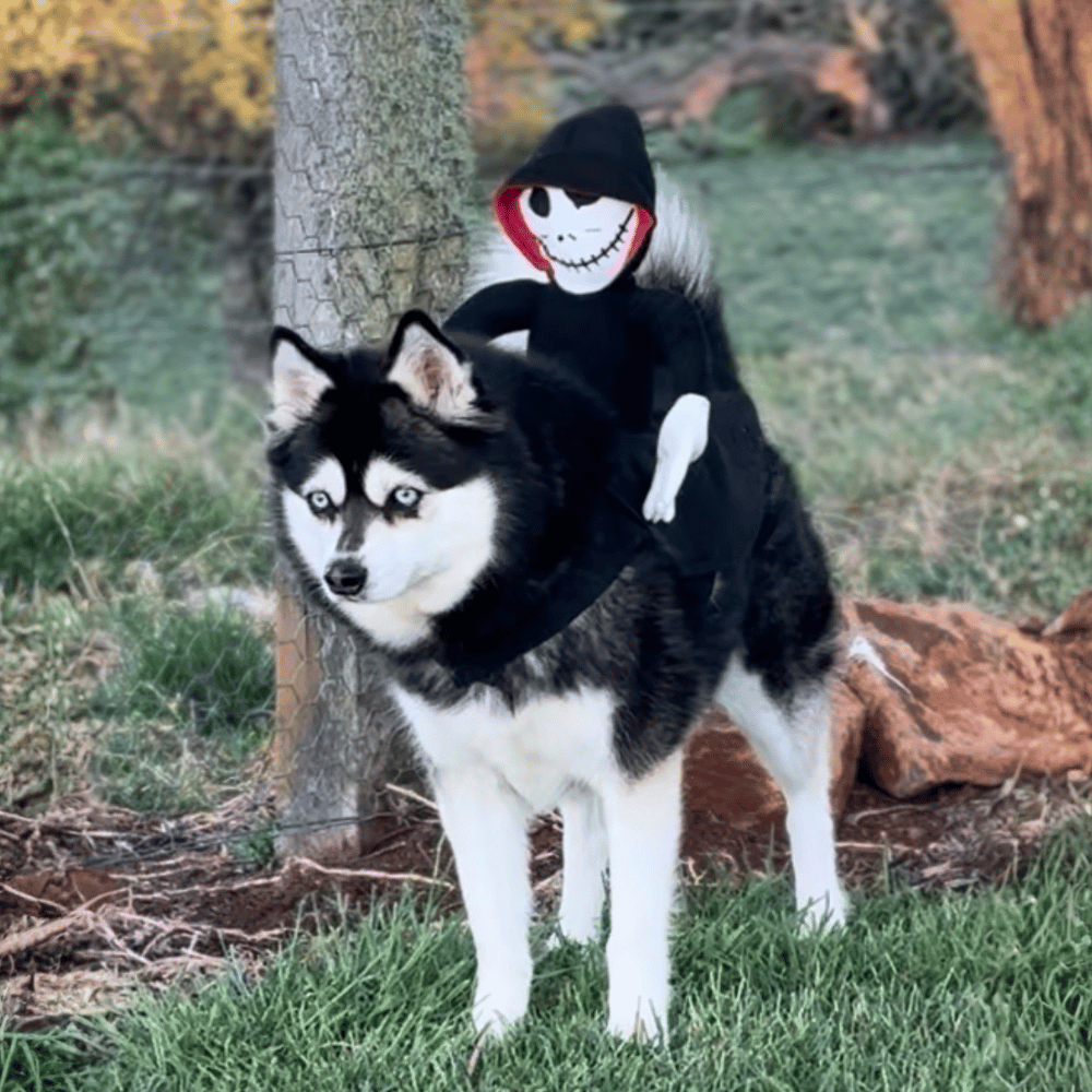 Ghoul Ride-On Dog Costume
