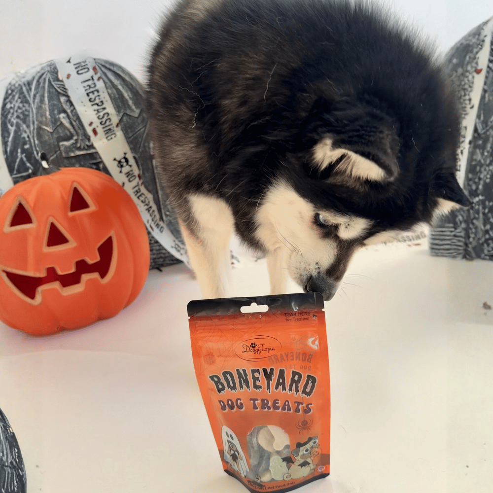 Halloween Boneyard Dog Treats