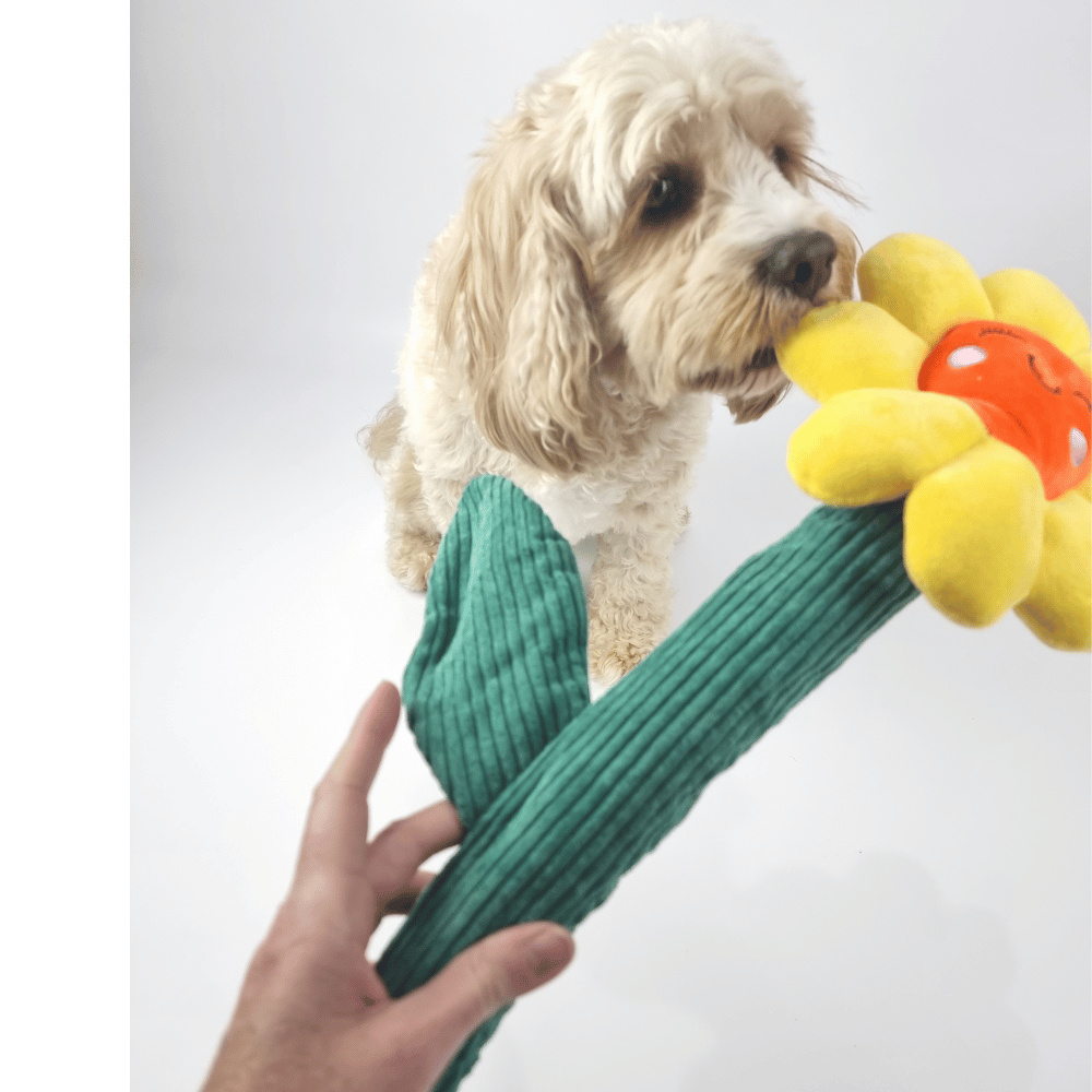 Sun Flower Dog Toy