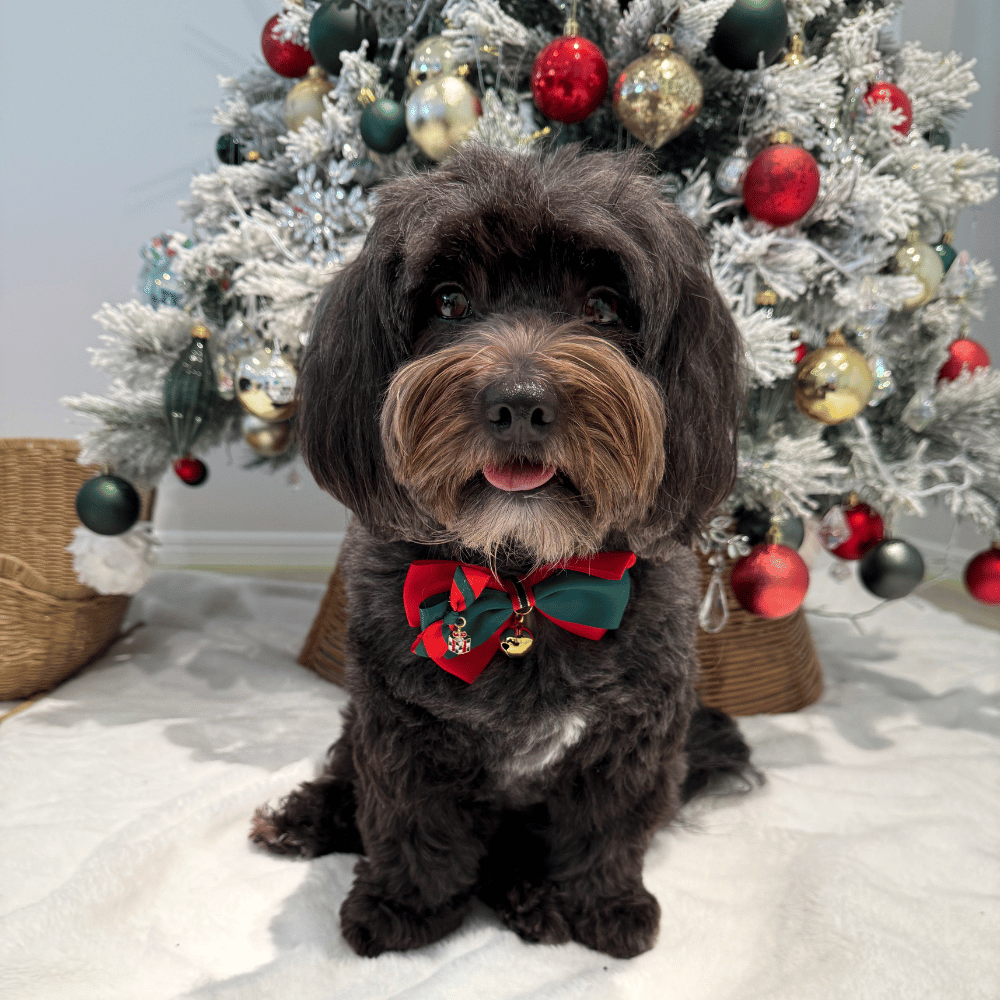 Christmas Present Bow Knot Christmas Collar