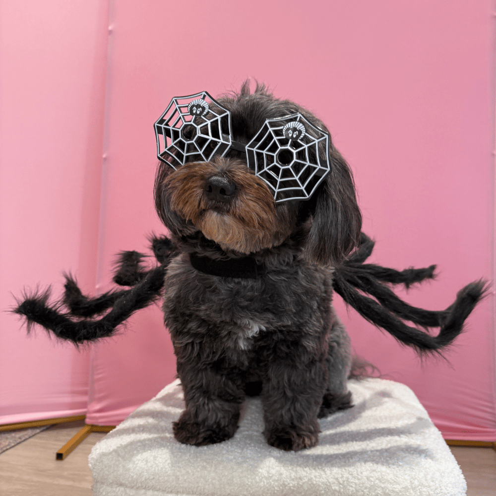 Fuzzy Spider Dog Costume