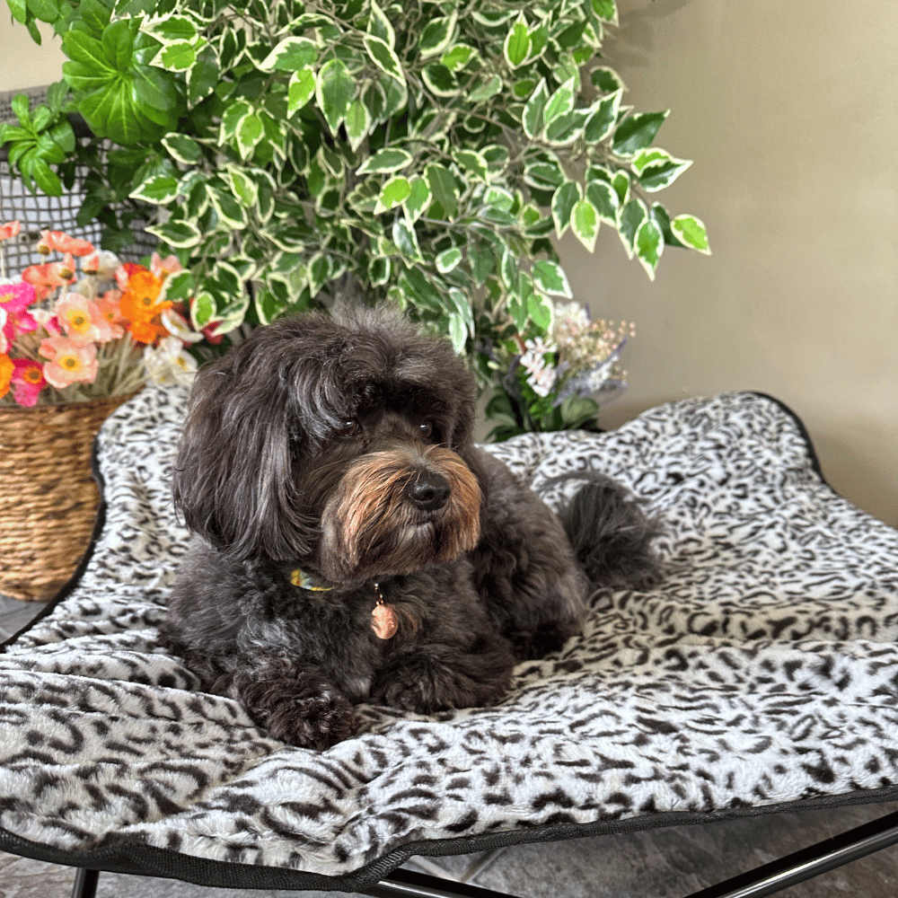 Hammock Dog Bed - Grey Leopard