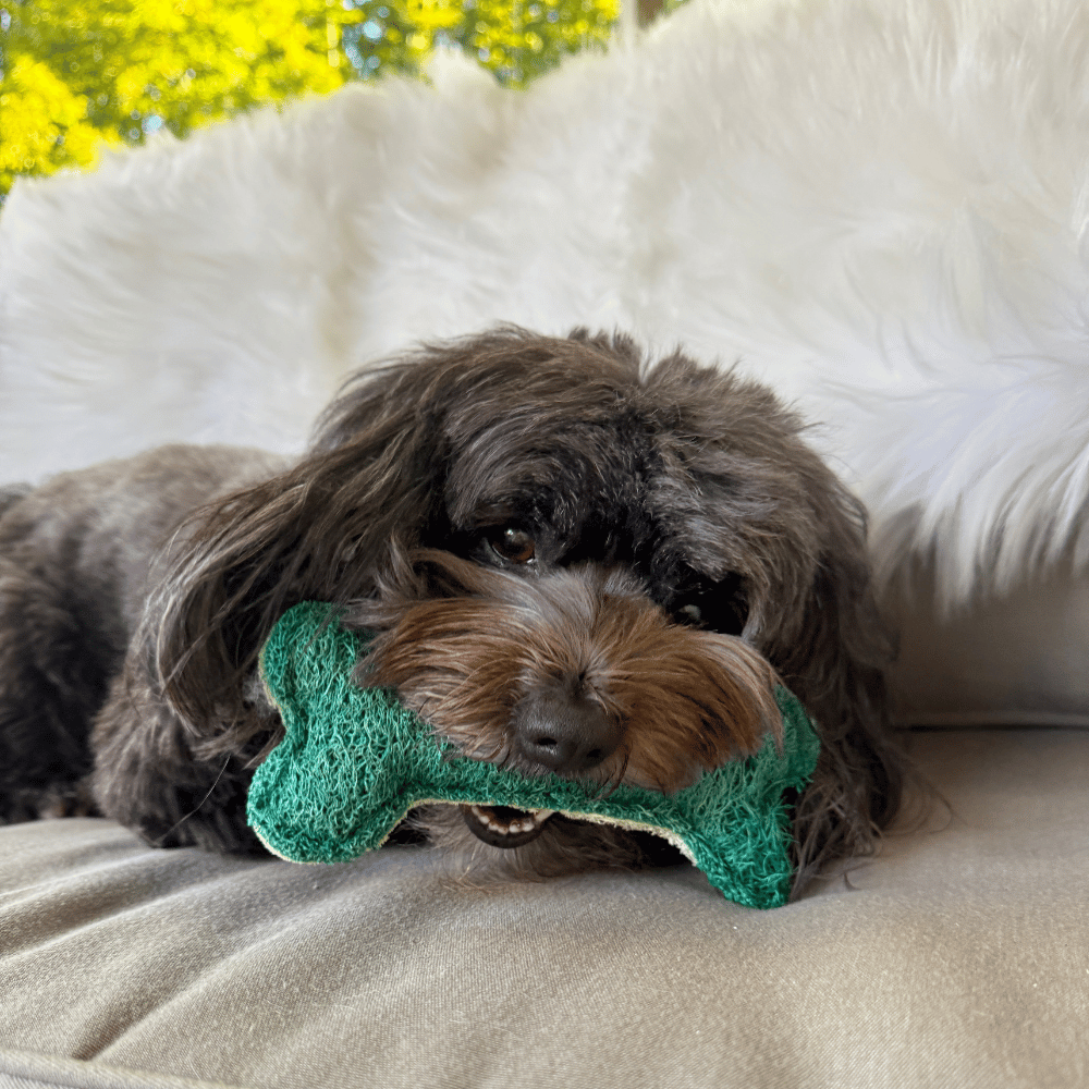 Loofah Bone Dental Toy - Small