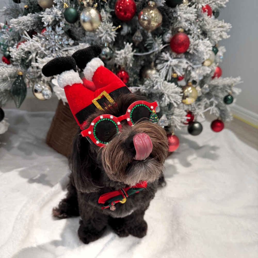 Santa Legs Dog Headpiece