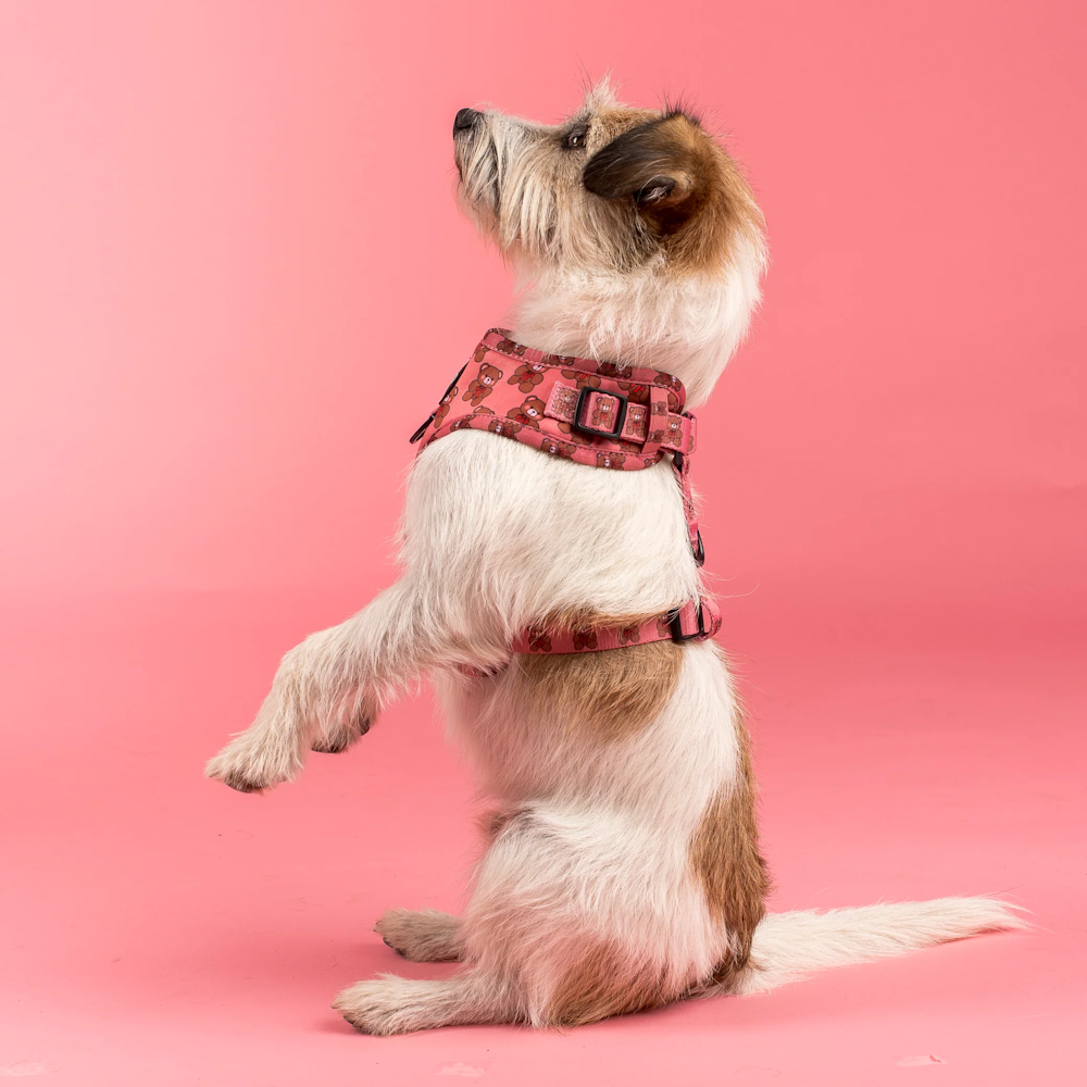 Pablo & Co Teddies Adjustable Harness