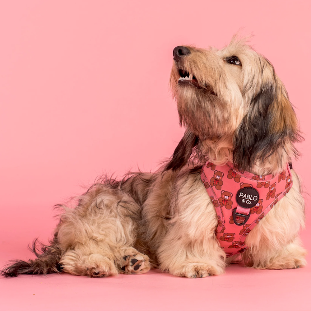 Pablo & Co Teddies Adjustable Harness