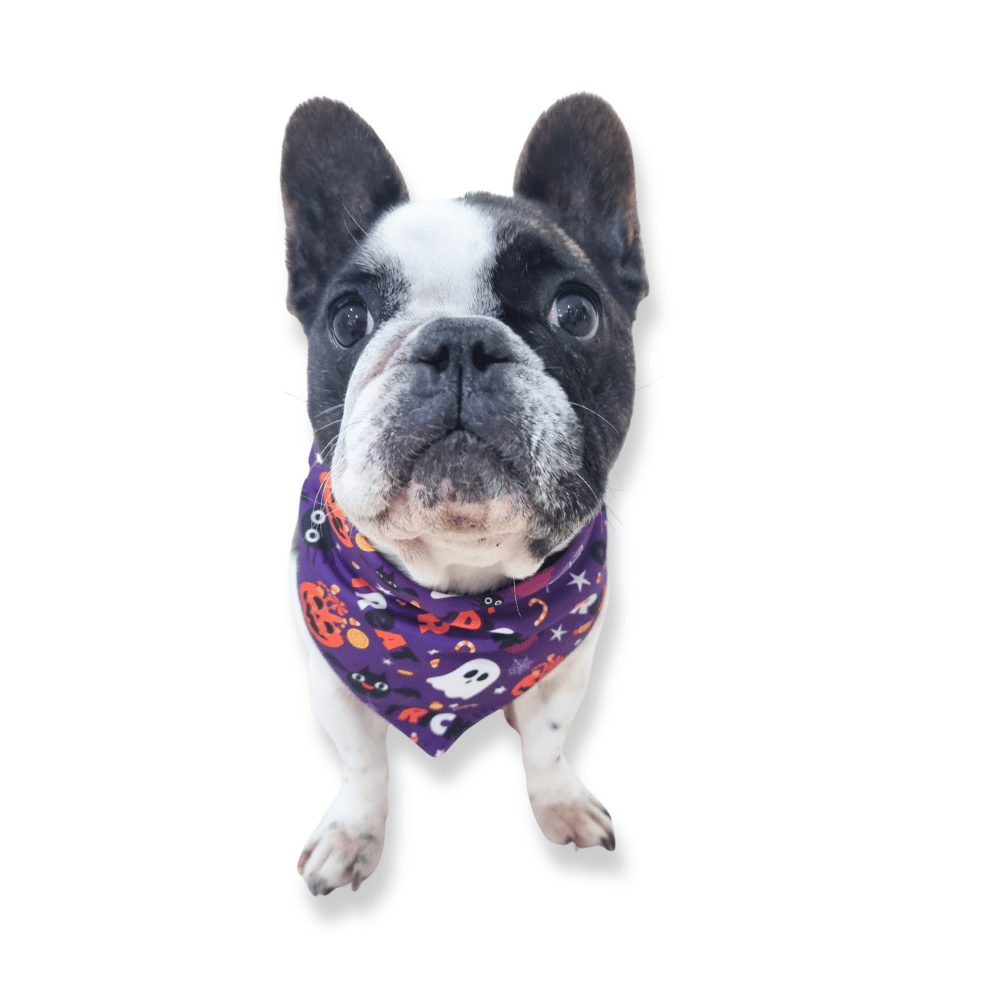 Trick or Treat Dog Bandana