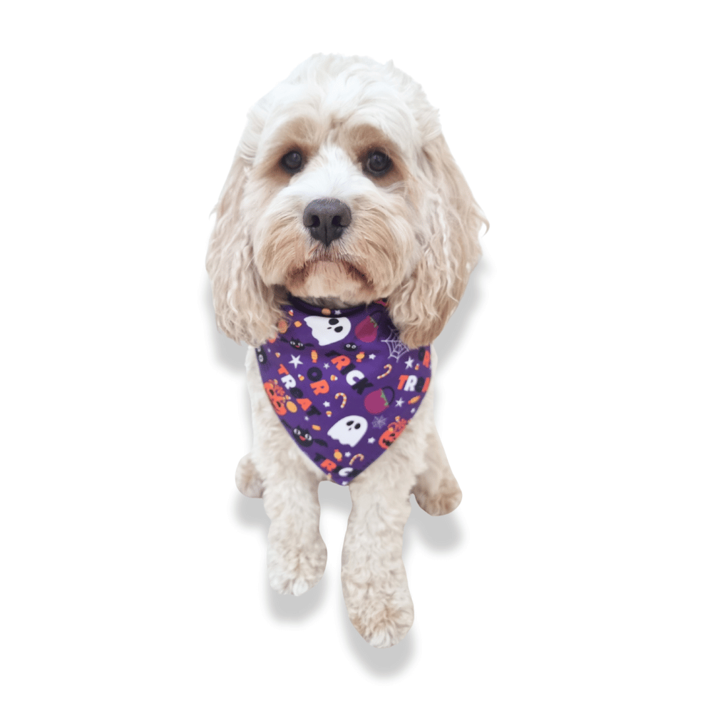 Trick or Treat Dog Bandana