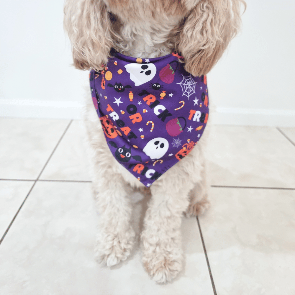 Trick or Treat Dog Bandana