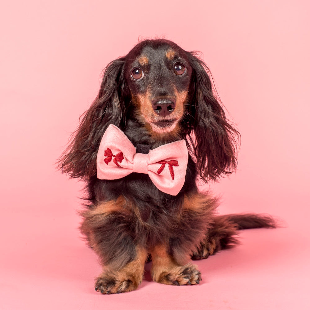 Pablo & Co Velvet Blush Bows Bow Tie