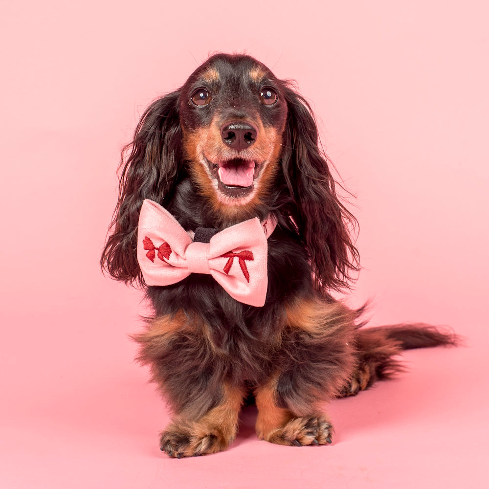 Pablo & Co Velvet Blush Bows Bow Tie