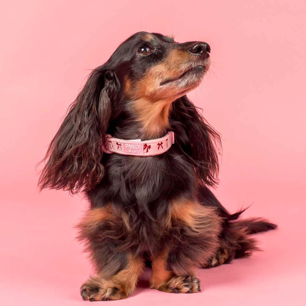 Pablo & Co Velvet Blush Bows Dog Collar