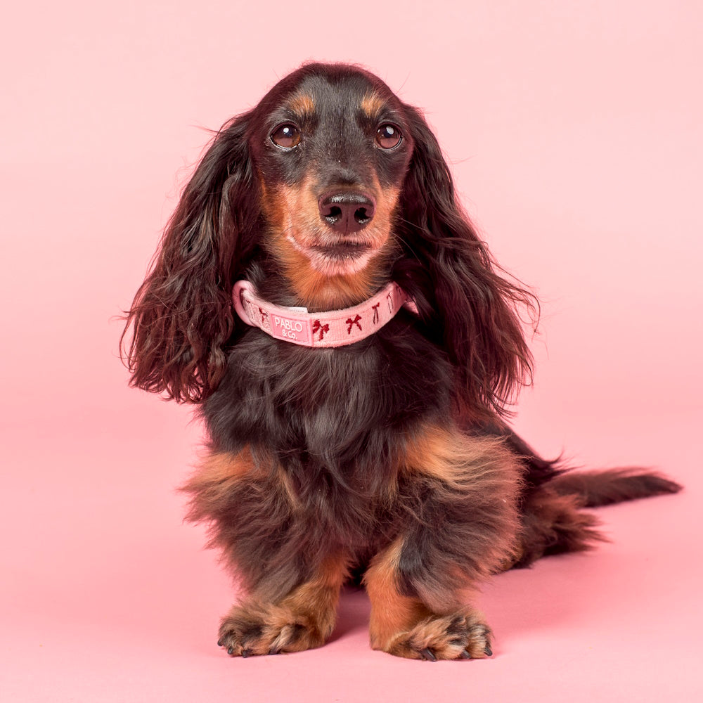Pablo & Co Velvet Blush Bows Dog Collar