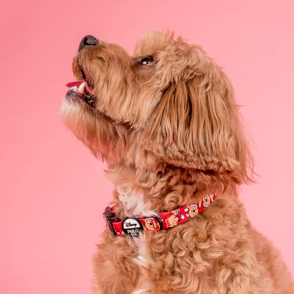 Pablo & Co Winnie the Pooh Christmas: Dog Collar