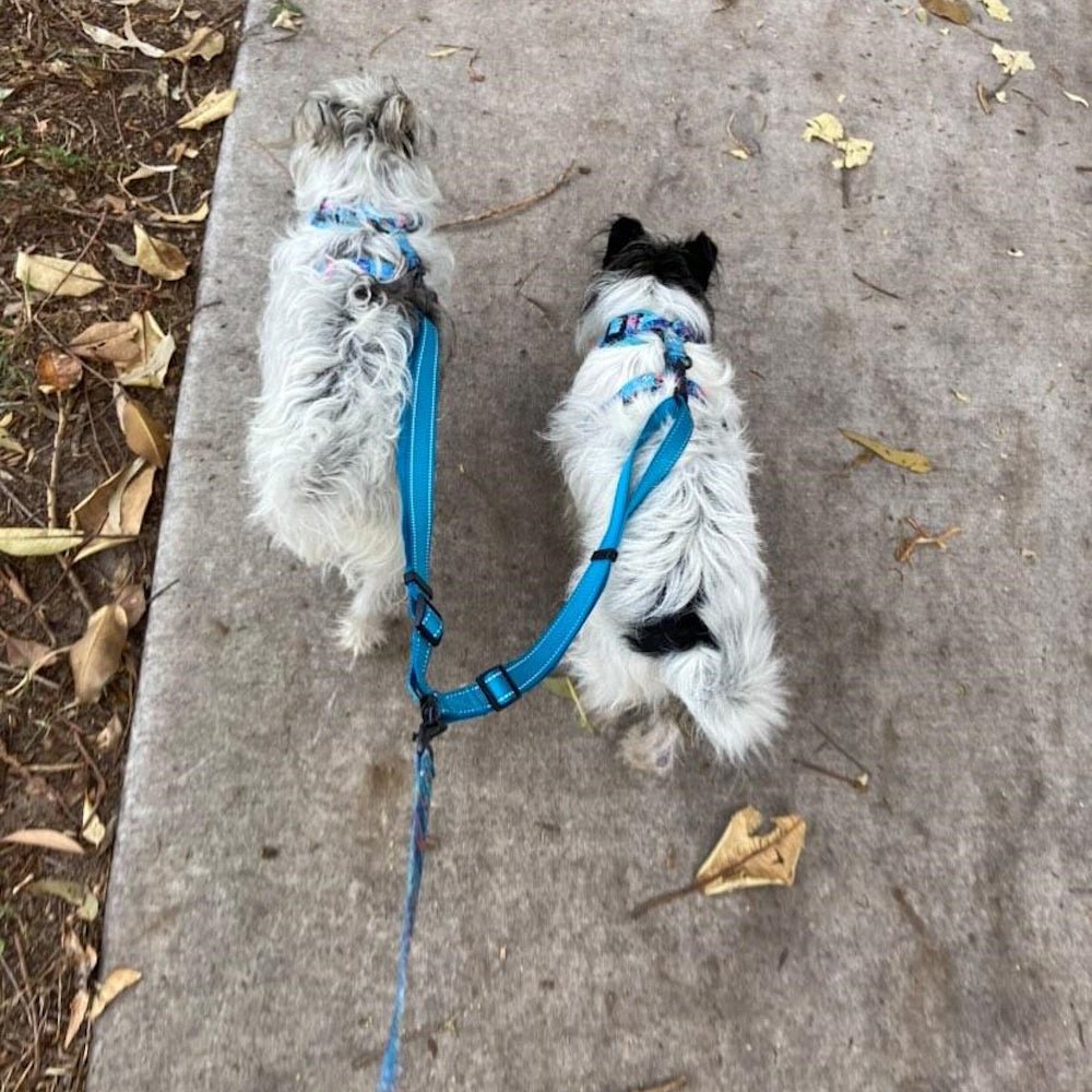 Adjustable Leash Splitter - Leash Splitters from . at DoggyTopia