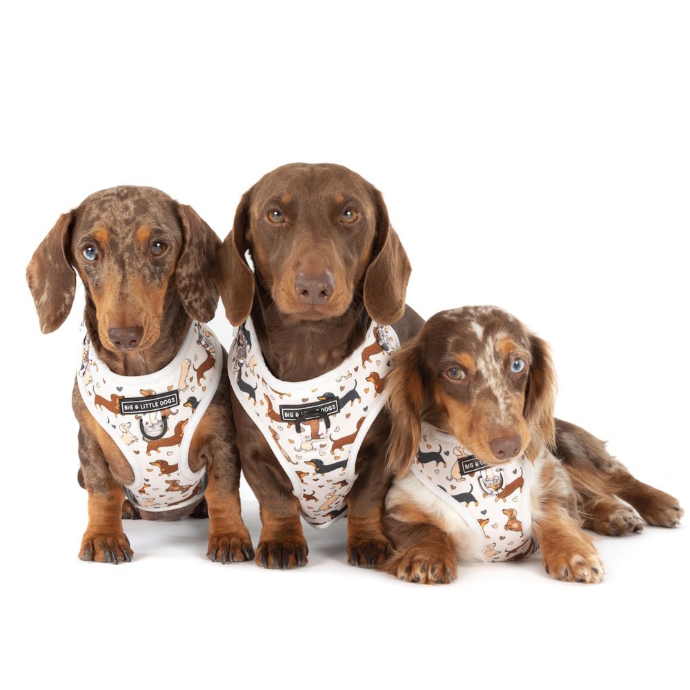 Big & Little Dogs Dashie Lovers Adjustable Harness - Adjustable Harnesses from Sale at DoggyTopia