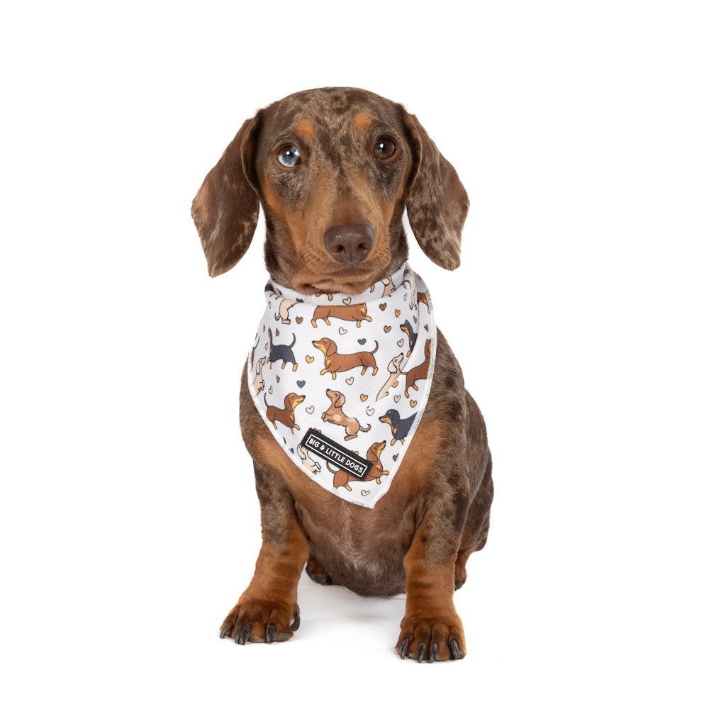 Big & Little Dogs Dashie Lovers Bandana - Bandanas from Sale at DoggyTopia