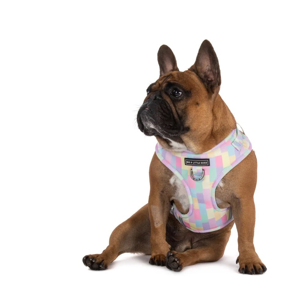 Big & Little Dogs Gelato Adjustable Harness - Adjustable Harnesses from Big & Little Dogs at DoggyTopia