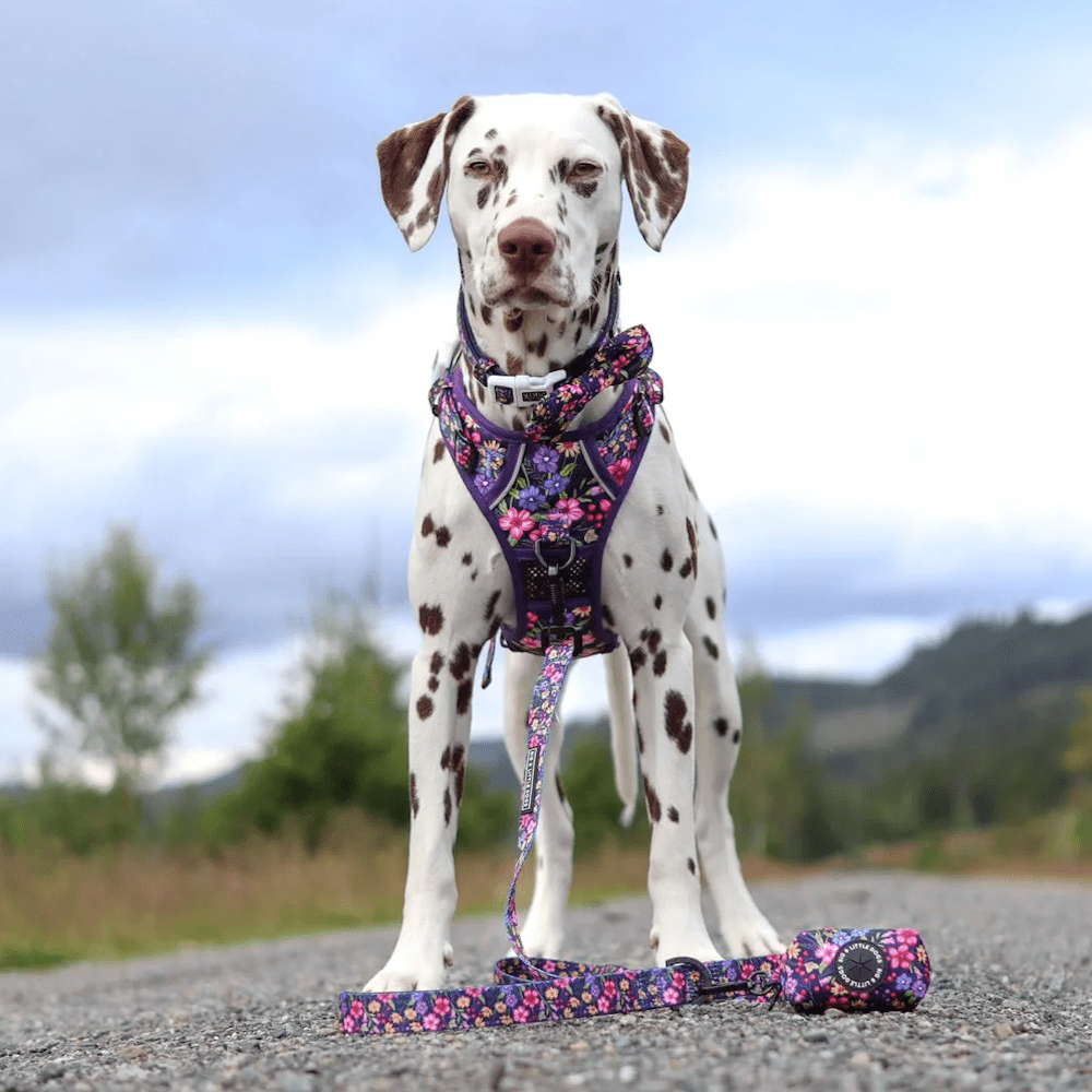 Big & Little Dogs Petal Paradise All Rounder Harness - All Rounder Harnesses from Sale at DoggyTopia