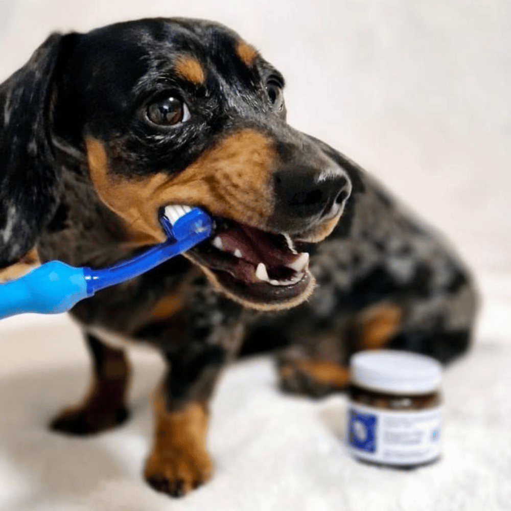 Dog 3 Sided Toothbrush - Oral Care from . at DoggyTopia
