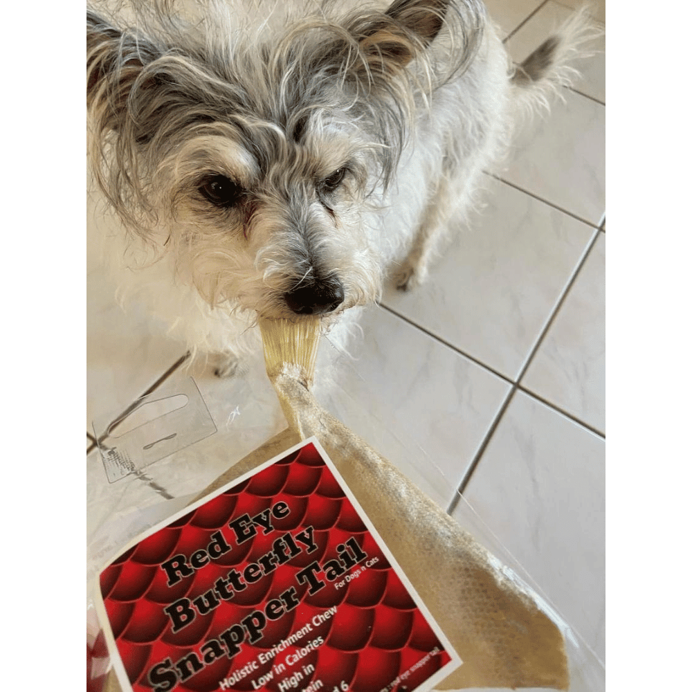 L'Barkery Red Eye Butterfly Snapper Tail - Treats from L'Barkery at DoggyTopia