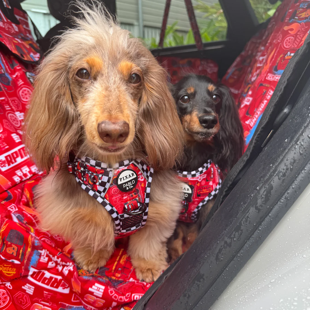 Pablo & Co Cars Deluxe Hammock Car Seat Cover - Car Seat Cover from Pablo & Co Disney at DoggyTopia