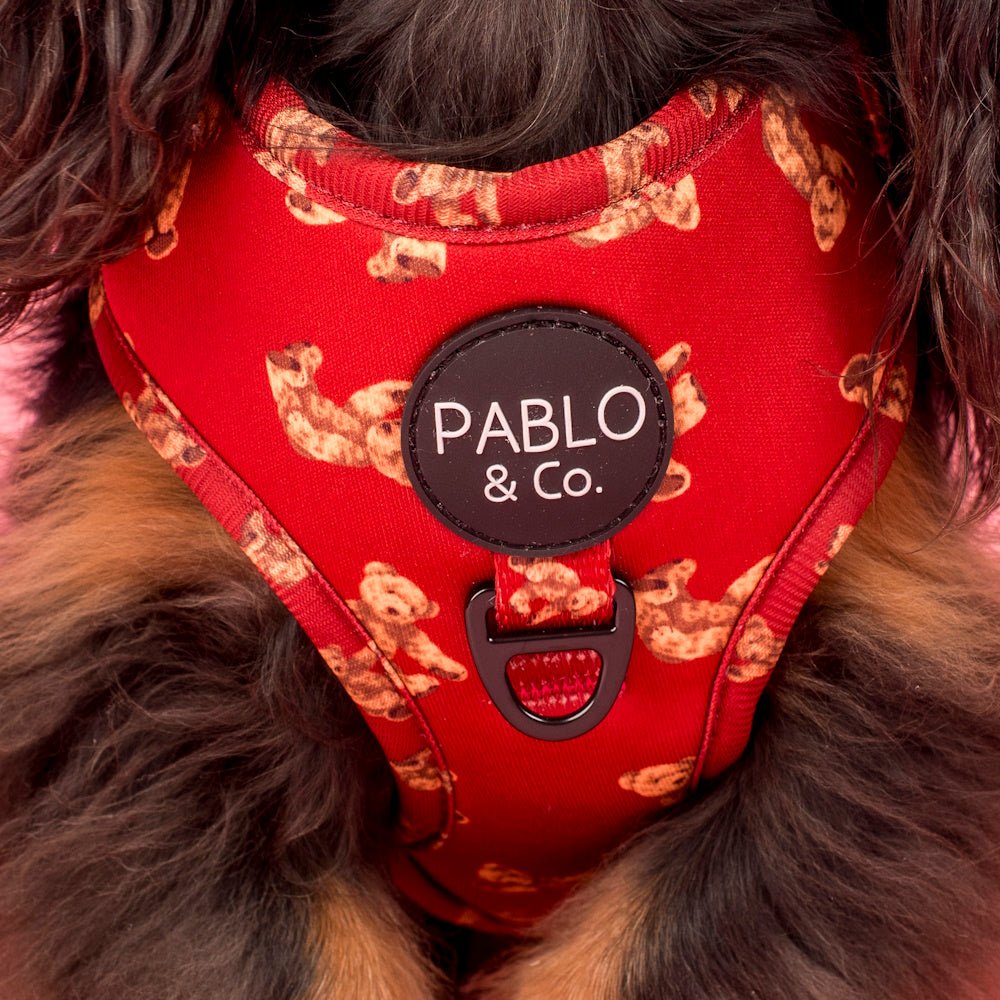 Pablo & Co Henry Bear Adjustable Harness - Adjustable Harnesses from Pablo & Co at DoggyTopia