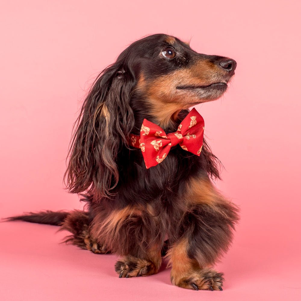 Pablo & Co Henry Bear Bow Tie - Bow Ties from Pablo & Co at DoggyTopia