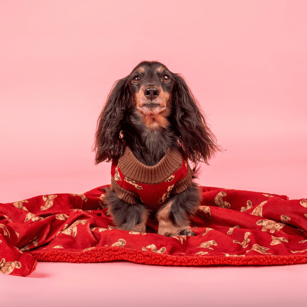 Pablo & Co Henry Bear Dog Blanket - Blankets from Pablo & Co at DoggyTopia