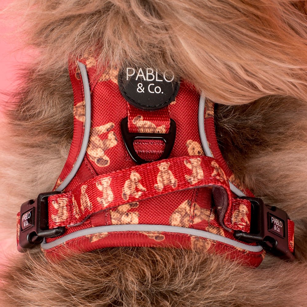 Pablo & Co Henry Bear No Pull Adventure Harness - No Pull Harnesses from Pablo & Co at DoggyTopia