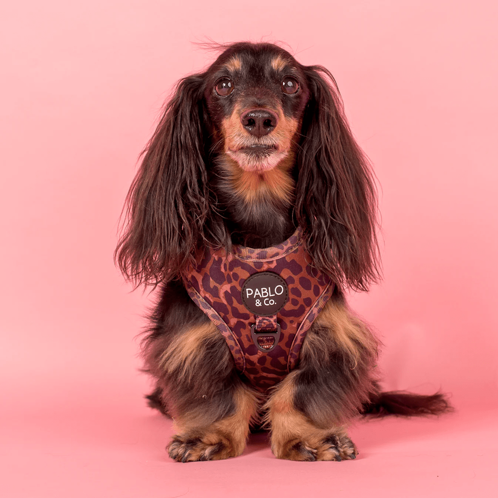 Pablo & Co Leopard Adjustable Harness - Adjustable Harnesses from Pablo & Co at DoggyTopia