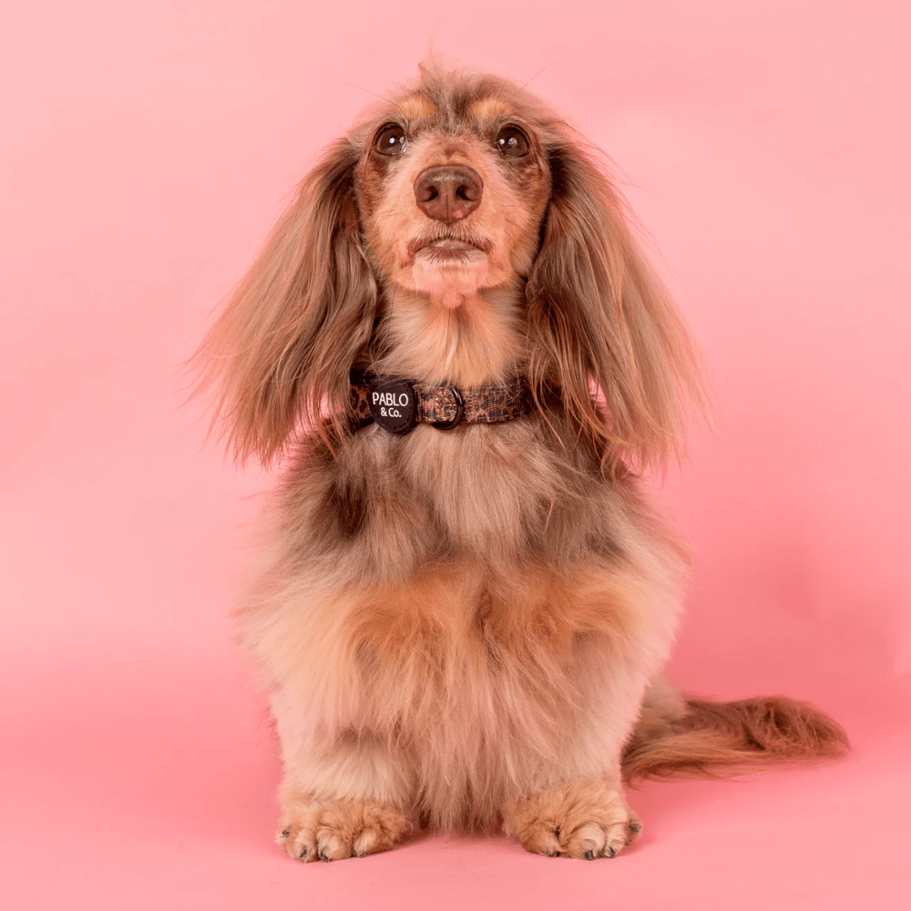 Pablo & Co Leopard Dog Collar - Collars from Pablo & Co at DoggyTopia